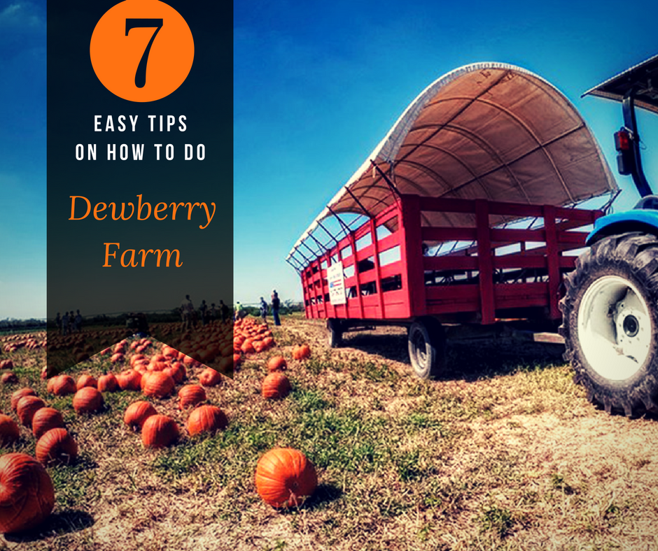 7 Easy Tips on How To Do Dewberry Farm